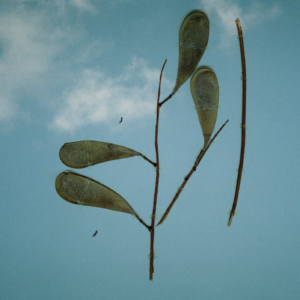 Abelhas